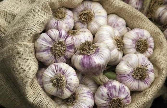 Фото: AgroPortal