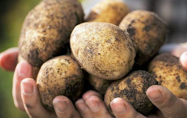 Фото: Агропортал